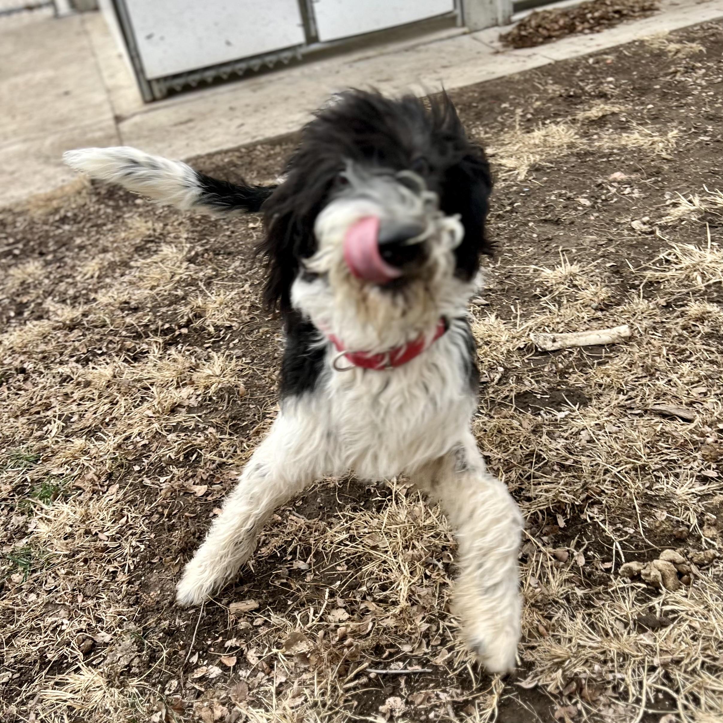 Enlarge Shep, an adopted mixed breed in Albany, MO image 3/4