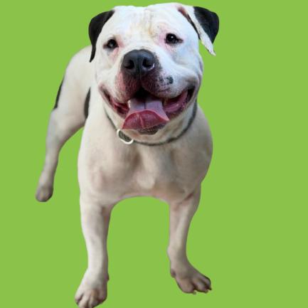 PorkChop — thumbnail 2