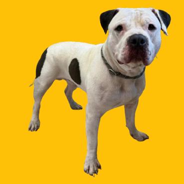 PorkChop — thumbnail 4