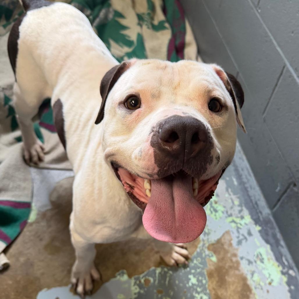 PorkChop — thumbnail 5