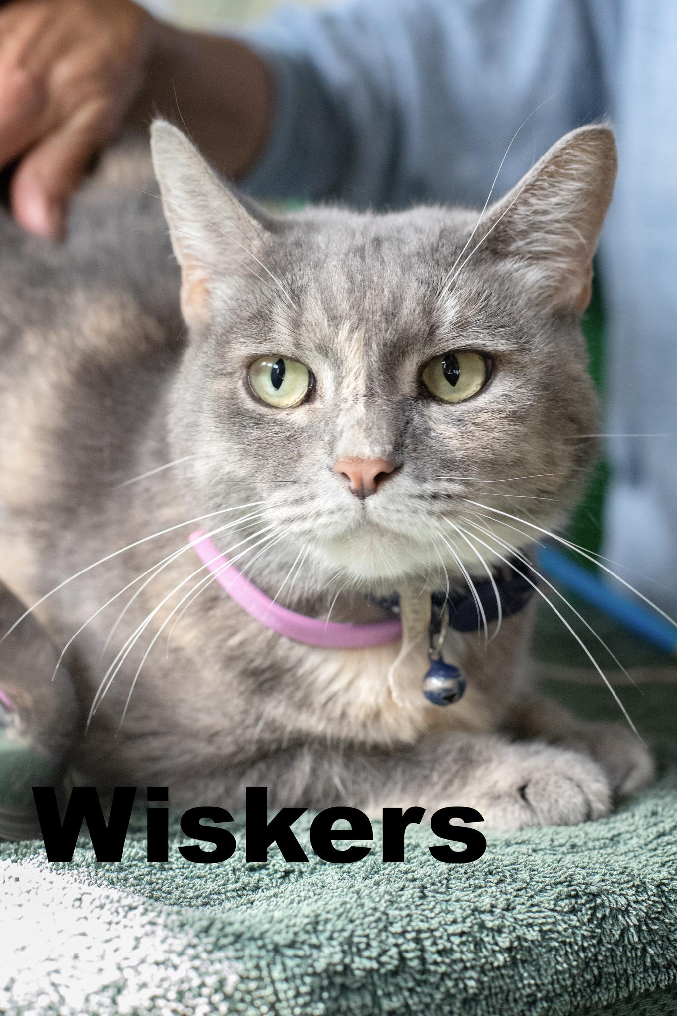 Enlarge Whiskers, a Adoptable Dilute Tortoiseshell in Macomb, IL image 1/1