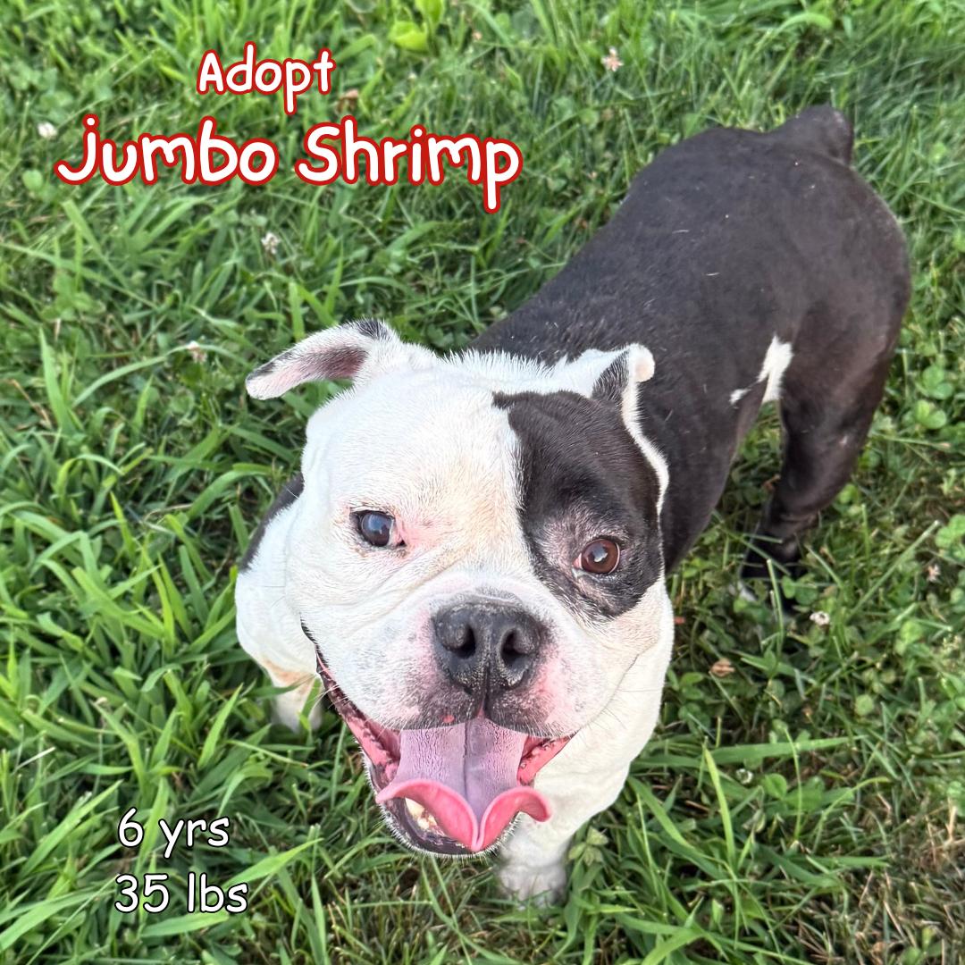 Jumbo Shrimp photo 1