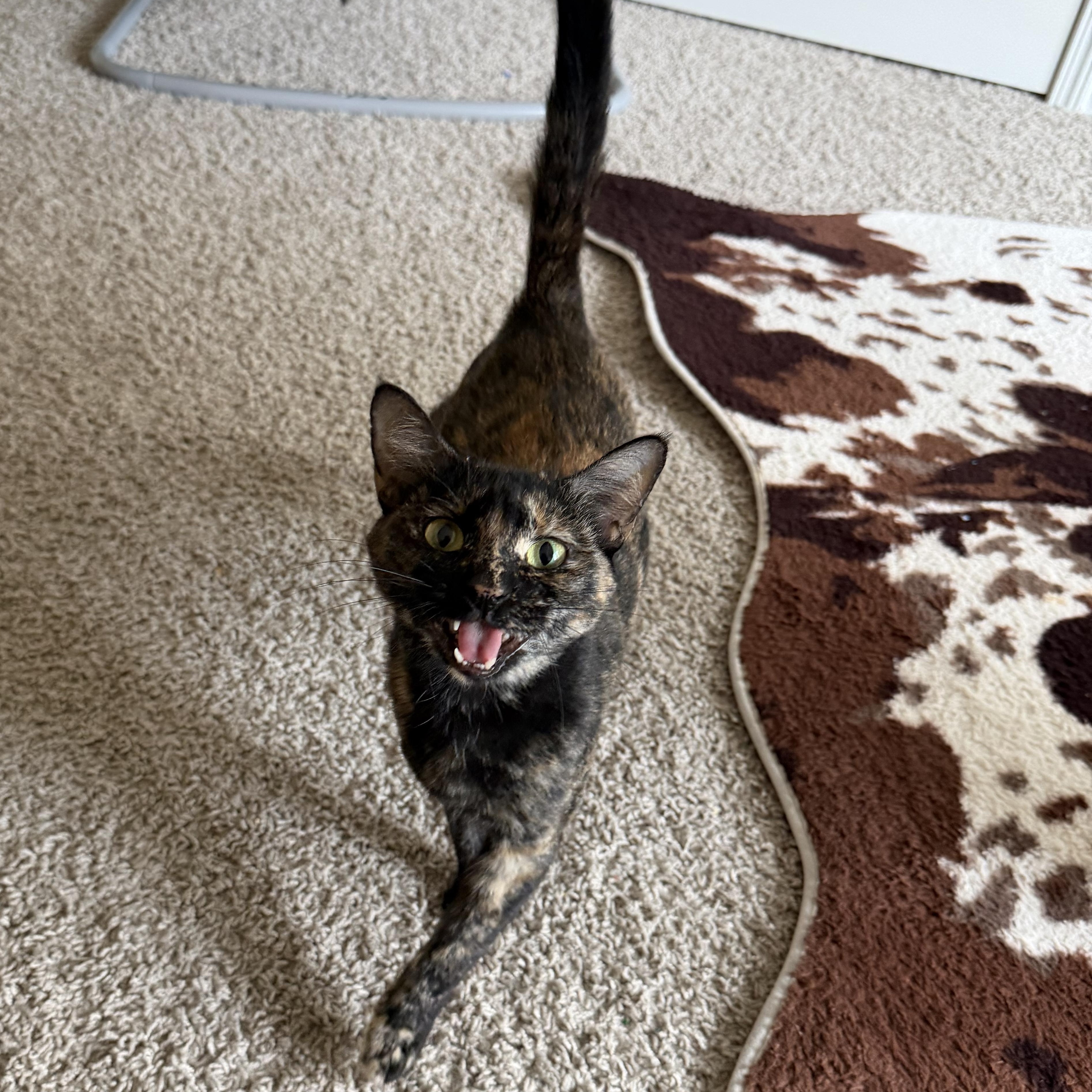 Calypso, Adoptable, Young Female American Shorthair.