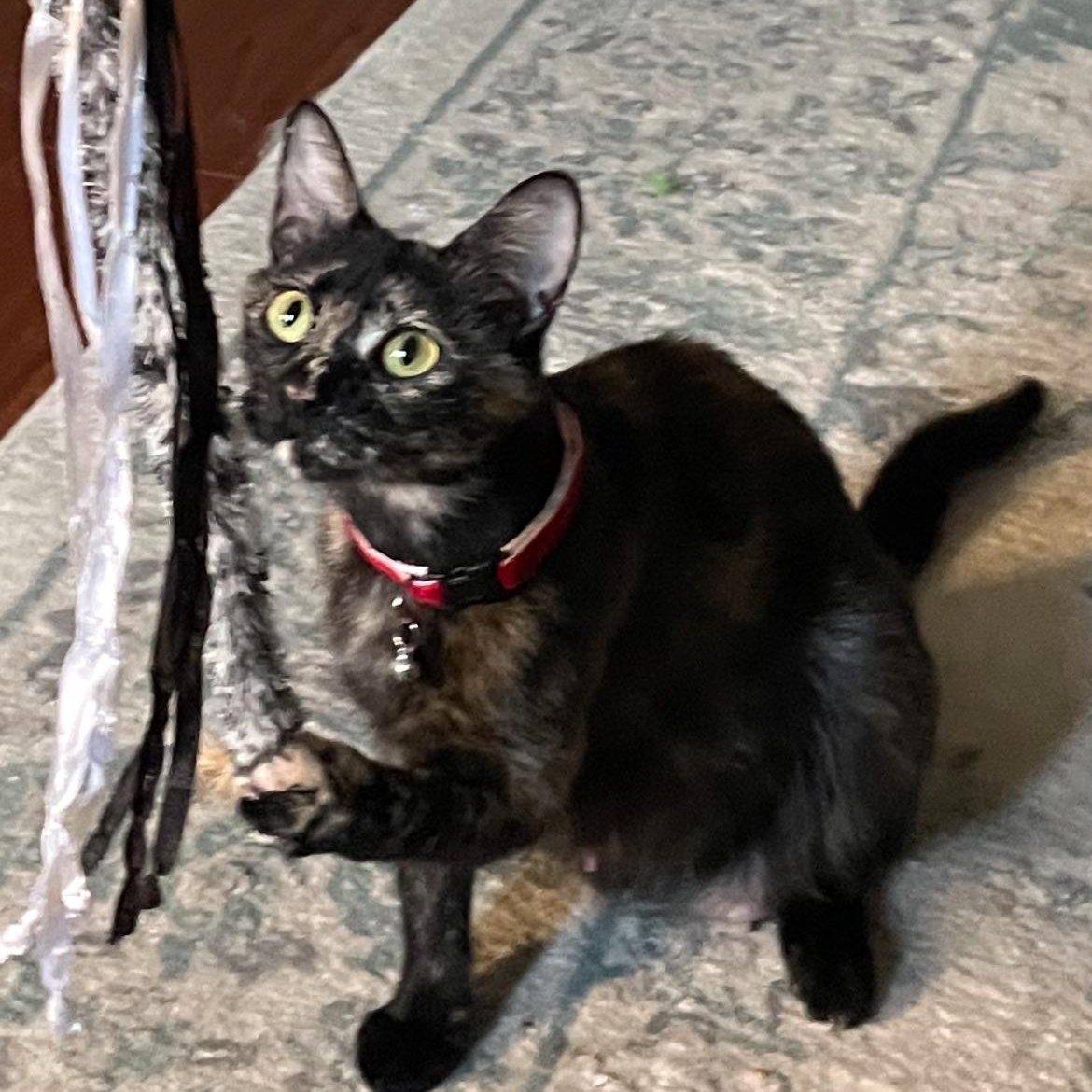 Enlarge Calypso, a Adoptable American Shorthair in Lilburn, GA image 4/4