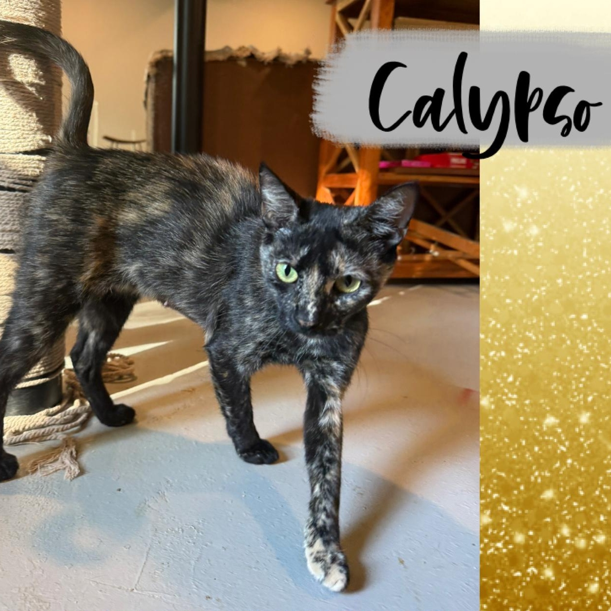 Enlarge Calypso, a Adoptable American Shorthair in Lilburn, GA image 1/4