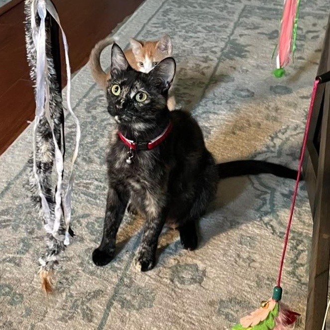 Enlarge Calypso, a Adoptable American Shorthair in Lilburn, GA image 3/4