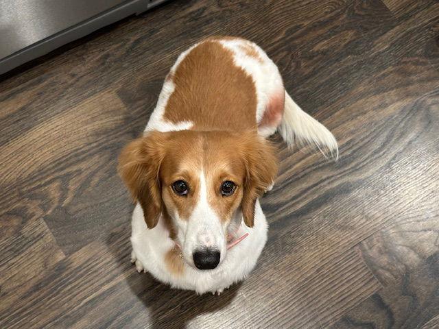 Billie, Adopted, Adult Female Dachshund.