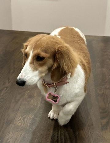 Enlarge Billie, a Adopted Dachshund in Pearland, TX image 2/3