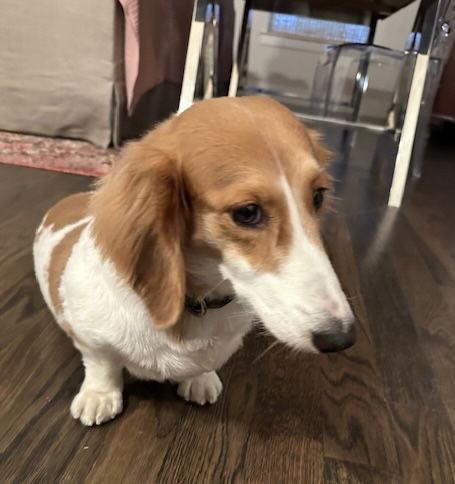 Enlarge Billie, a Adopted Dachshund in Pearland, TX image 3/3