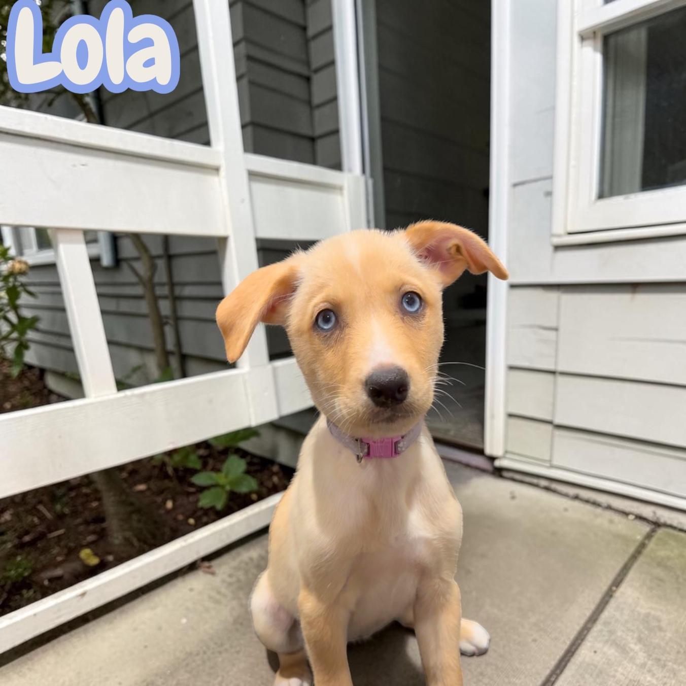 Lola, an adopted mixed breed in Hatfield, PA image 6/6