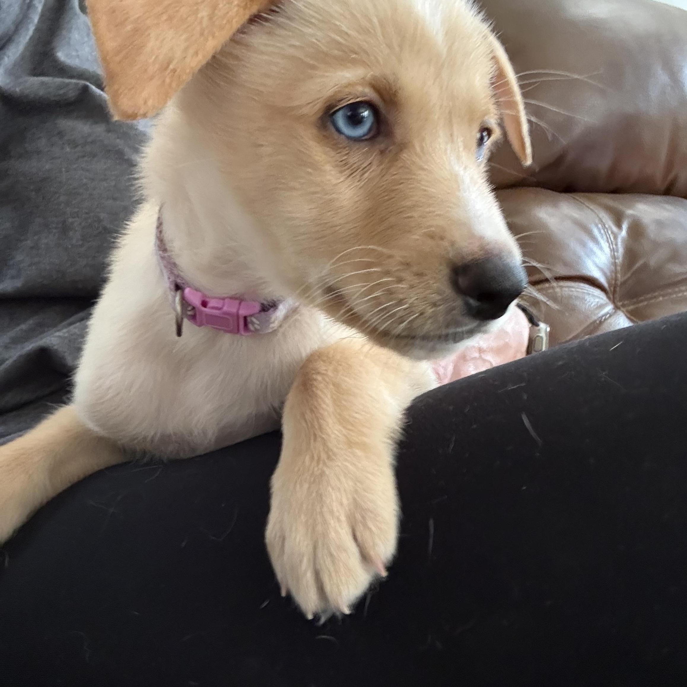 Lola, an adopted mixed breed in Hatfield, PA image 4/6