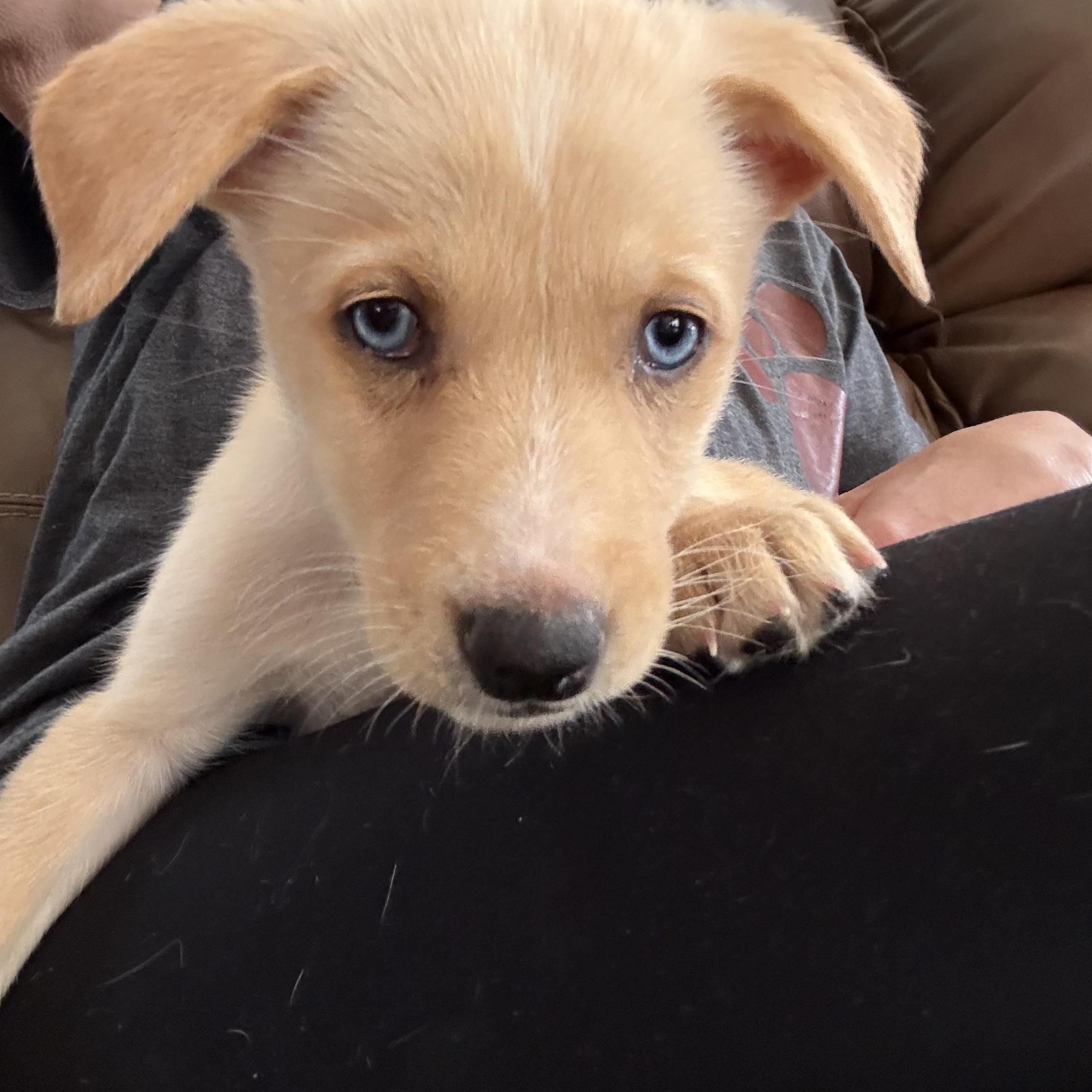 Lola, adopted, Puppy Female Labrador Retriever & Husky.