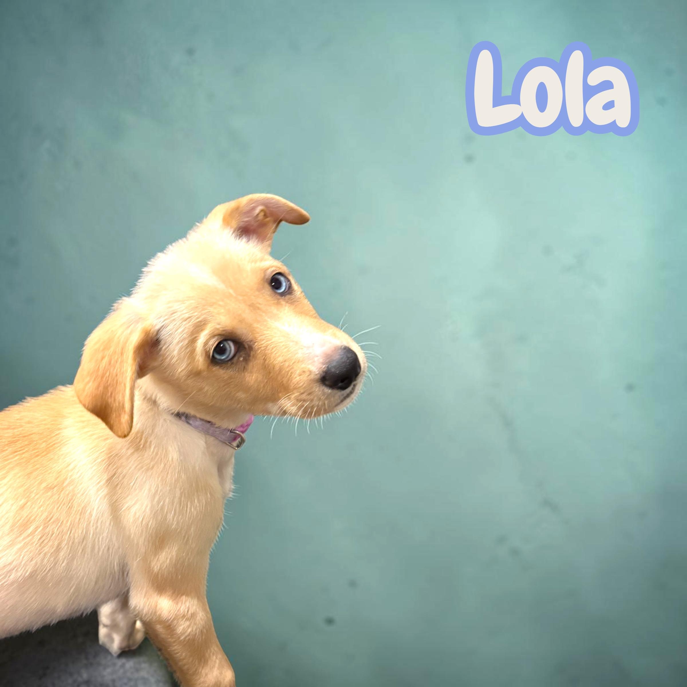 Lola, an adopted mixed breed in Hatfield, PA image 3/6