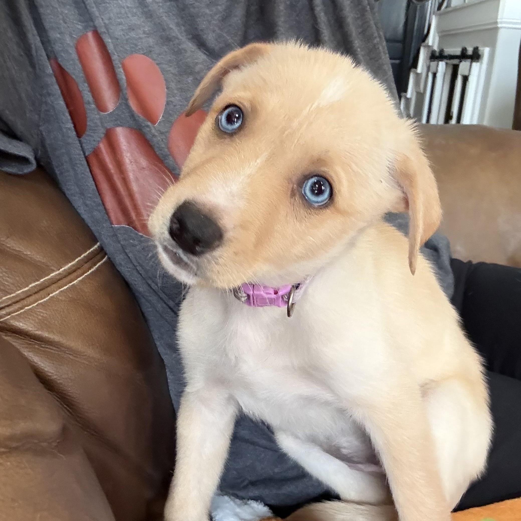 Lola, an adopted mixed breed in Hatfield, PA image 2/6