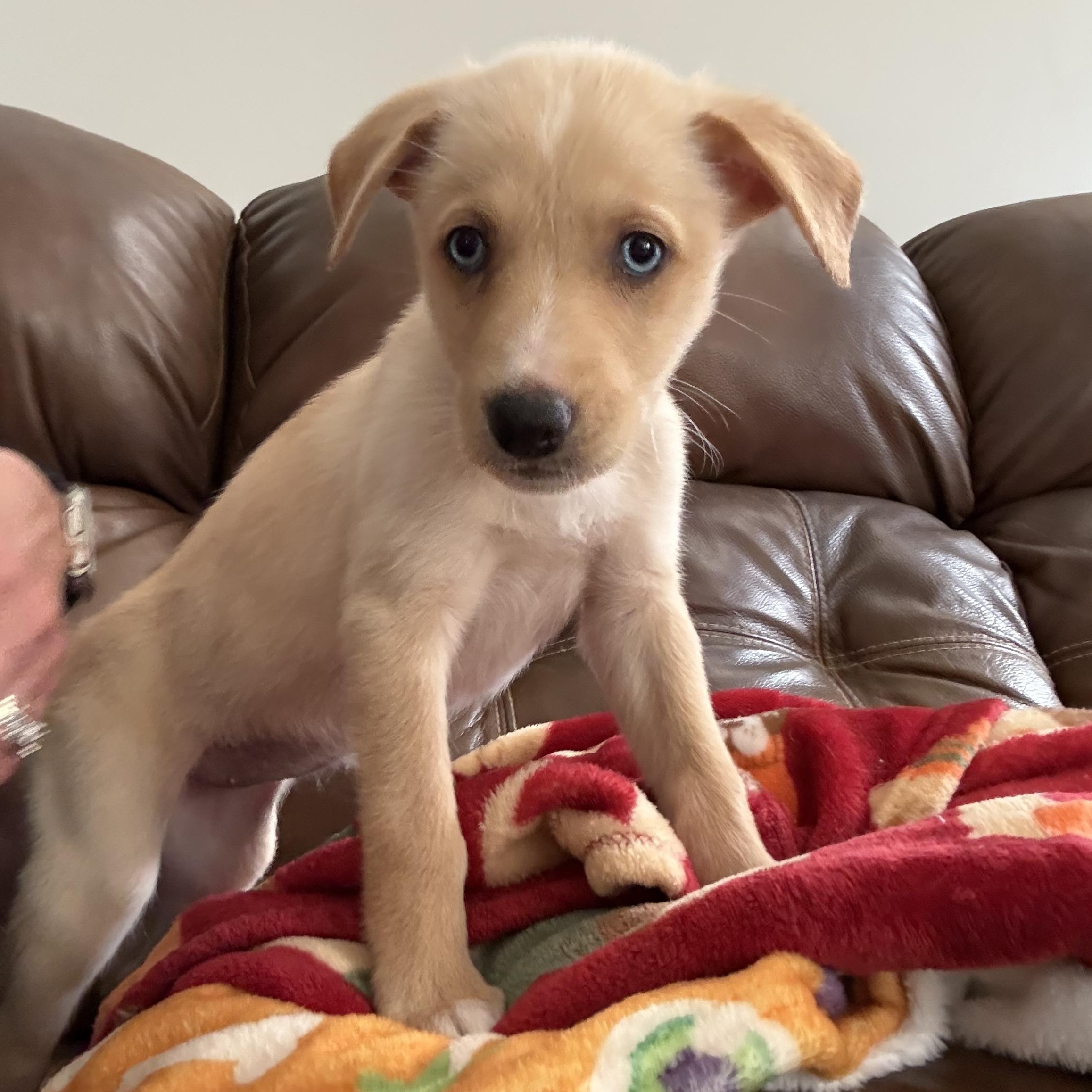 Lola, an adopted mixed breed in Hatfield, PA image 5/6