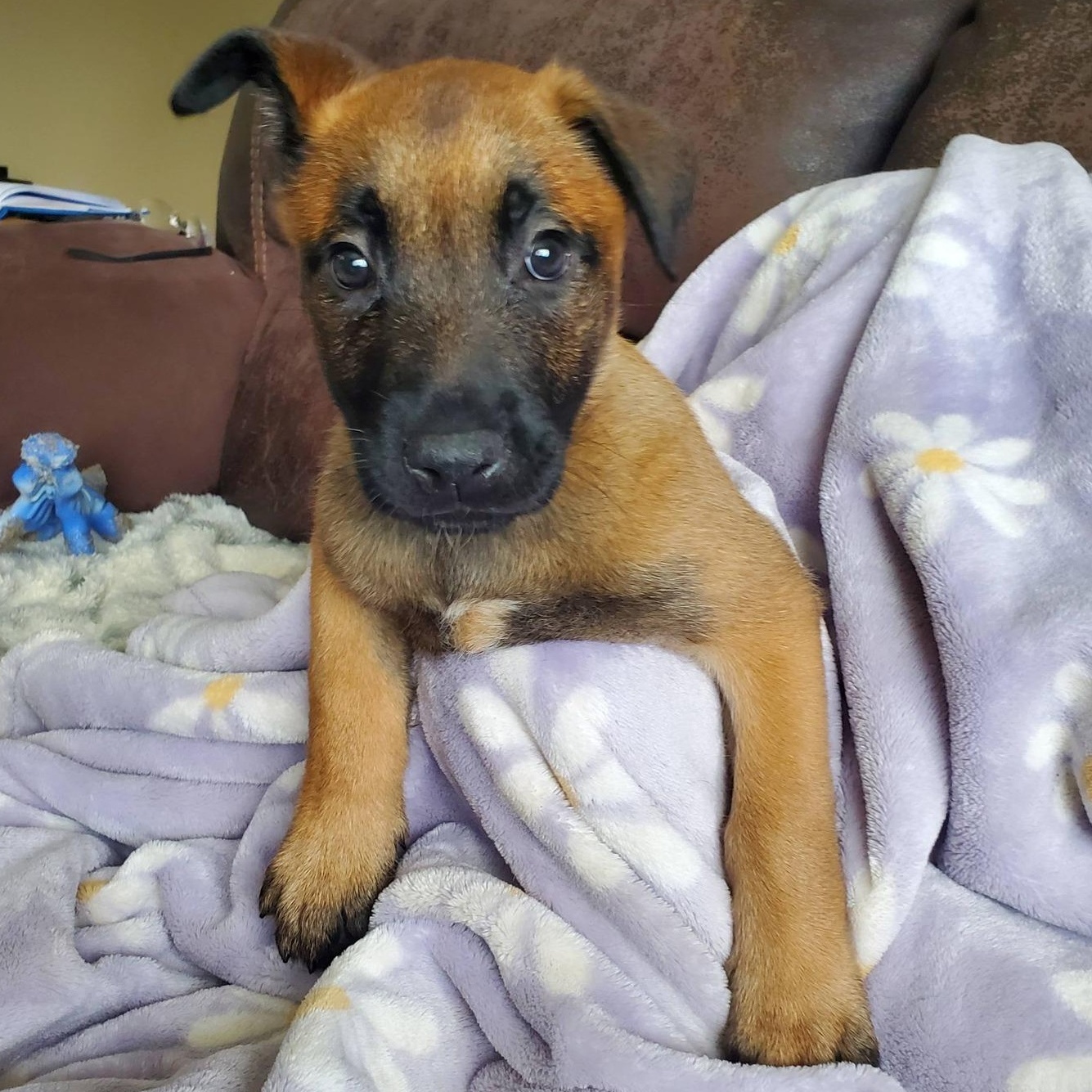 Spring - Pre Adoption, an adopted Belgian Shepherd / Malinois in Dayton, OH image 6/6