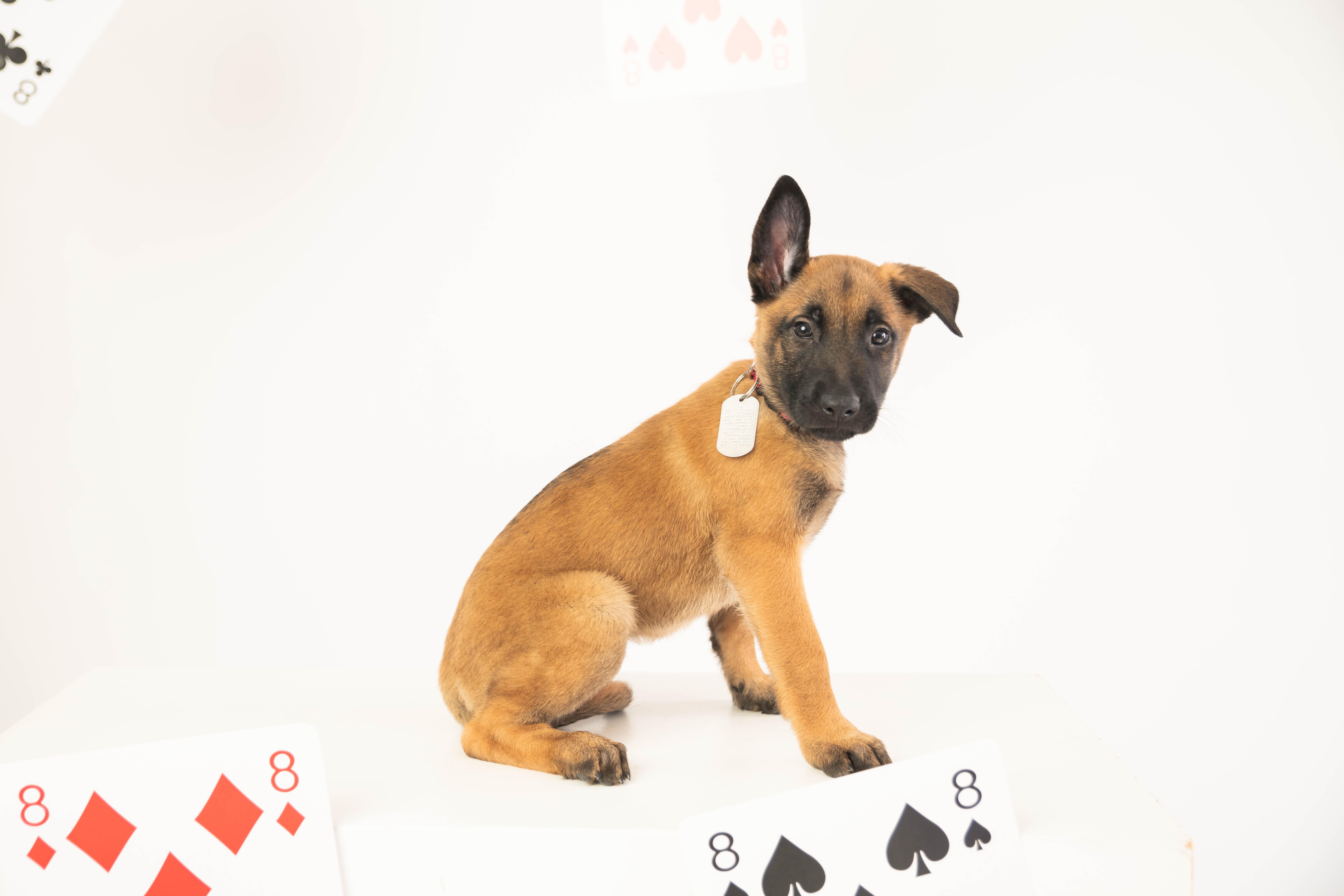 Spring - Pre Adoption, an adopted Belgian Shepherd / Malinois in Dayton, OH image 3/6