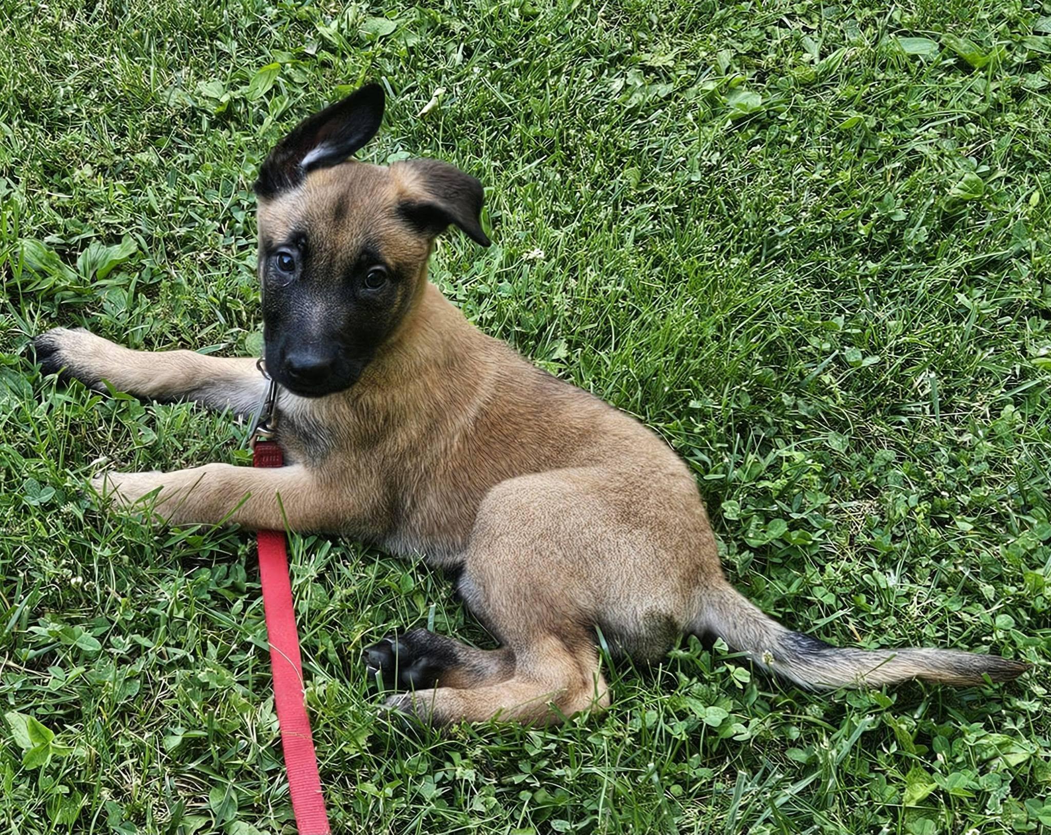 Spring - Pre Adoption, an adopted Belgian Shepherd / Malinois in Dayton, OH image 1/6