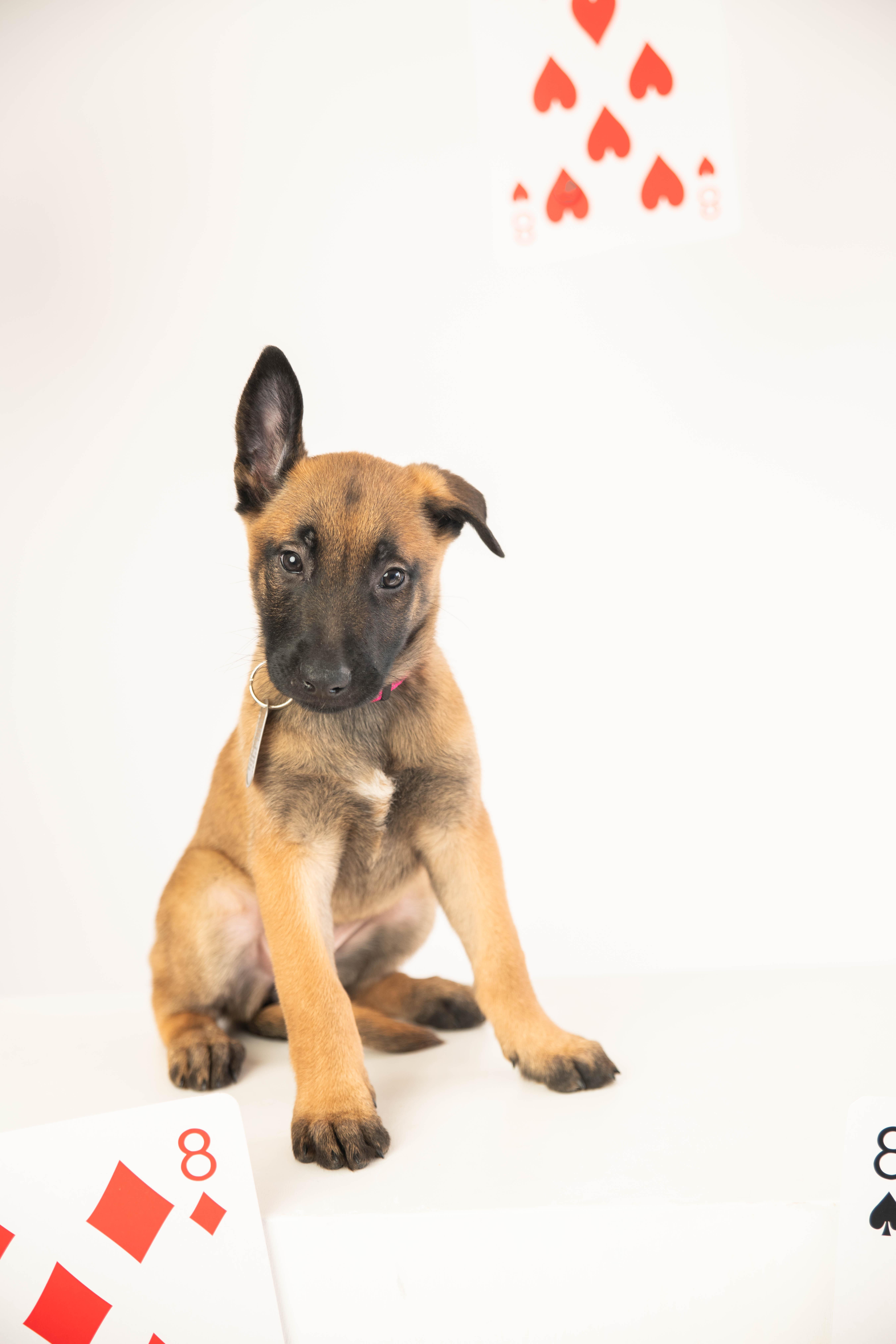 Spring - Pre Adoption, an adopted Belgian Shepherd / Malinois in Dayton, OH image 4/6
