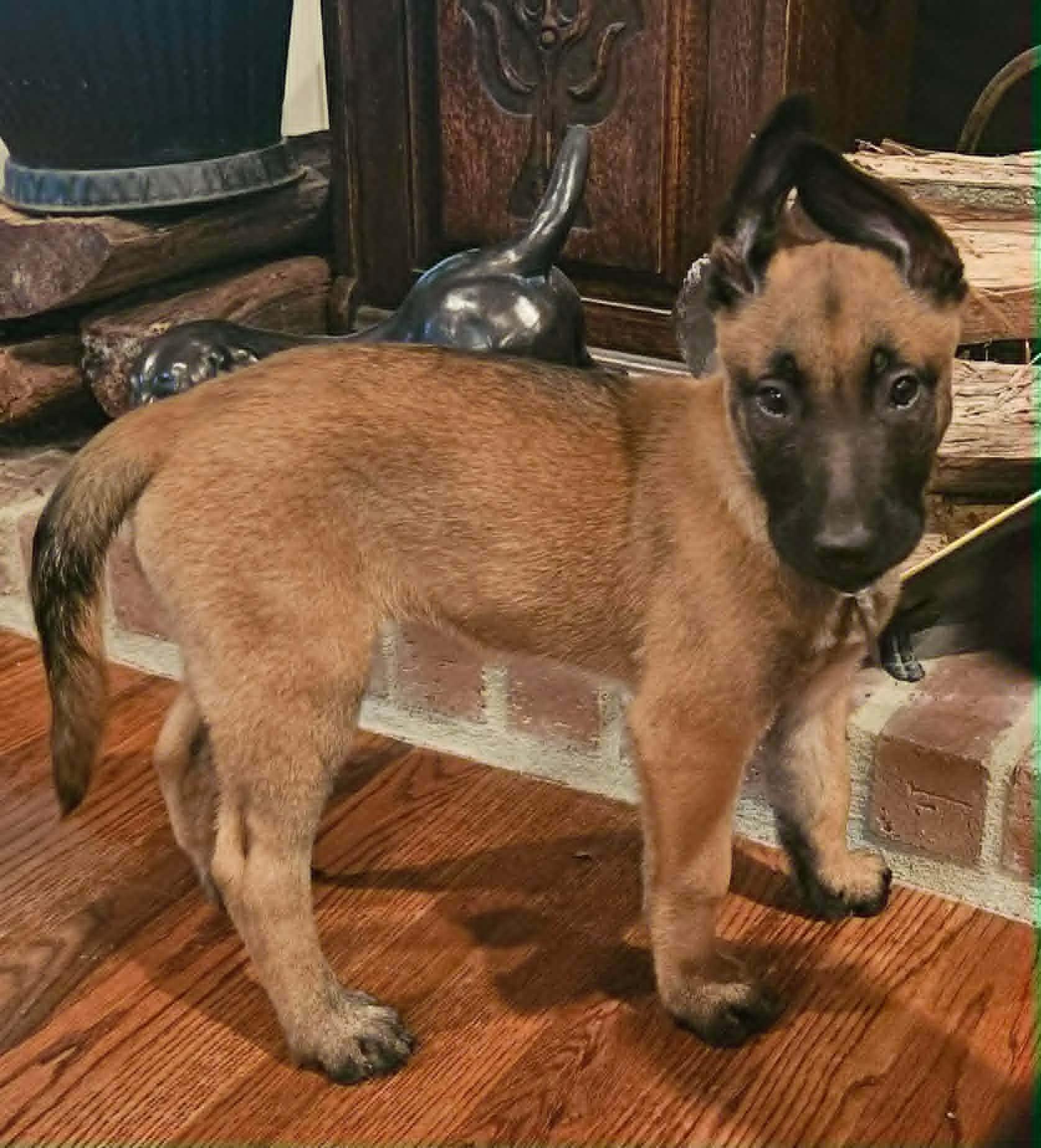 Spring - Pre Adoption, an adopted Belgian Shepherd / Malinois in Dayton, OH image 2/6