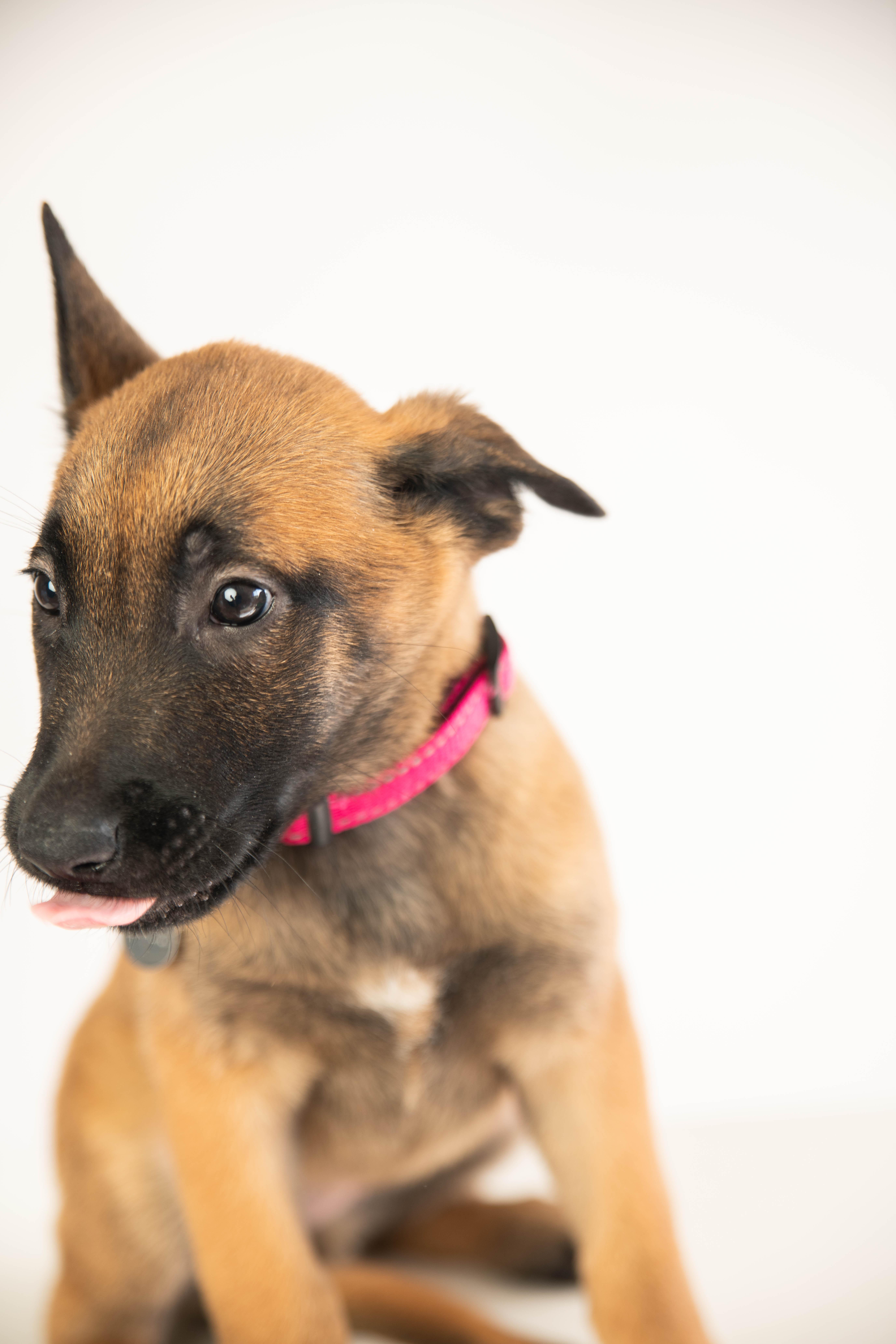 Spring - Pre Adoption, an adopted Belgian Shepherd / Malinois in Dayton, OH image 5/6