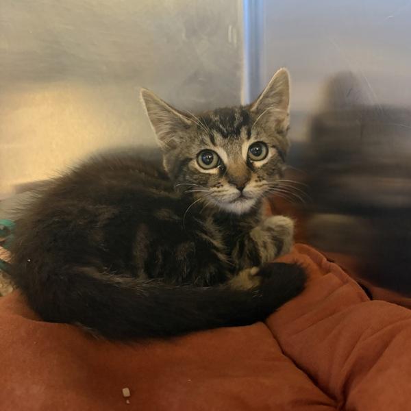 Enlarge Juniper, a Adoptable mixed breed in Dublin, CA image 1/1