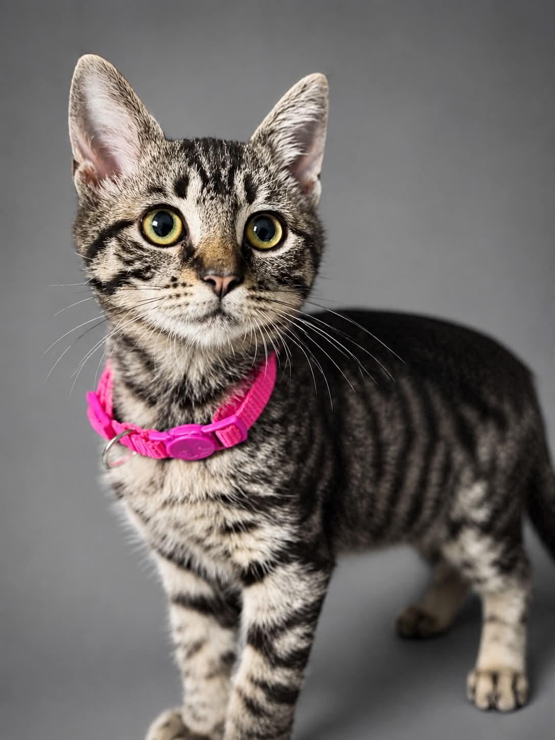 Enlarge Tuna Turner, a Adoptable Domestic Short Hair in Rixeyville, VA image 1/1