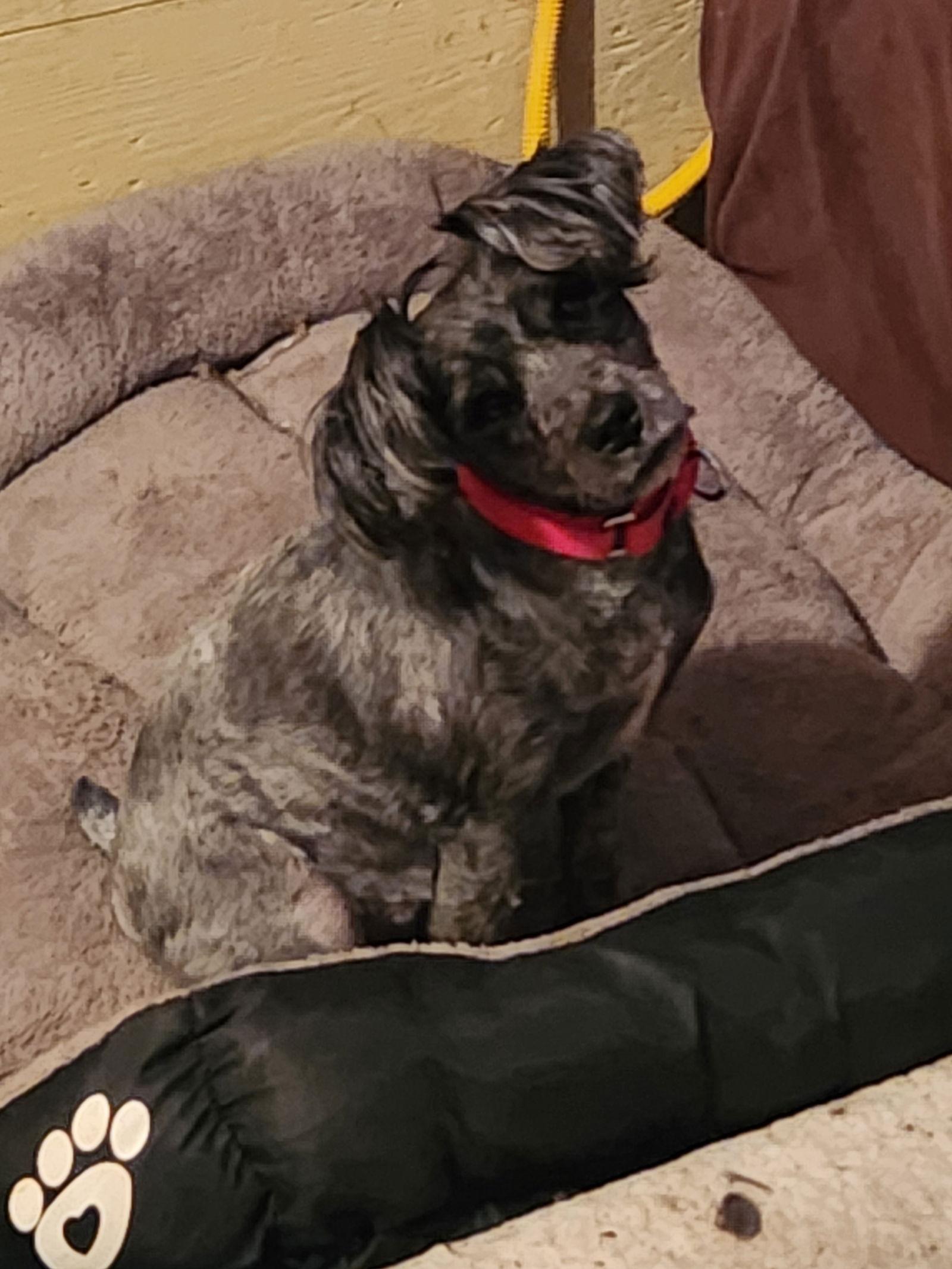 Enlarge Allie, a Adoptable mixed breed in Fenton, MO image 1/3