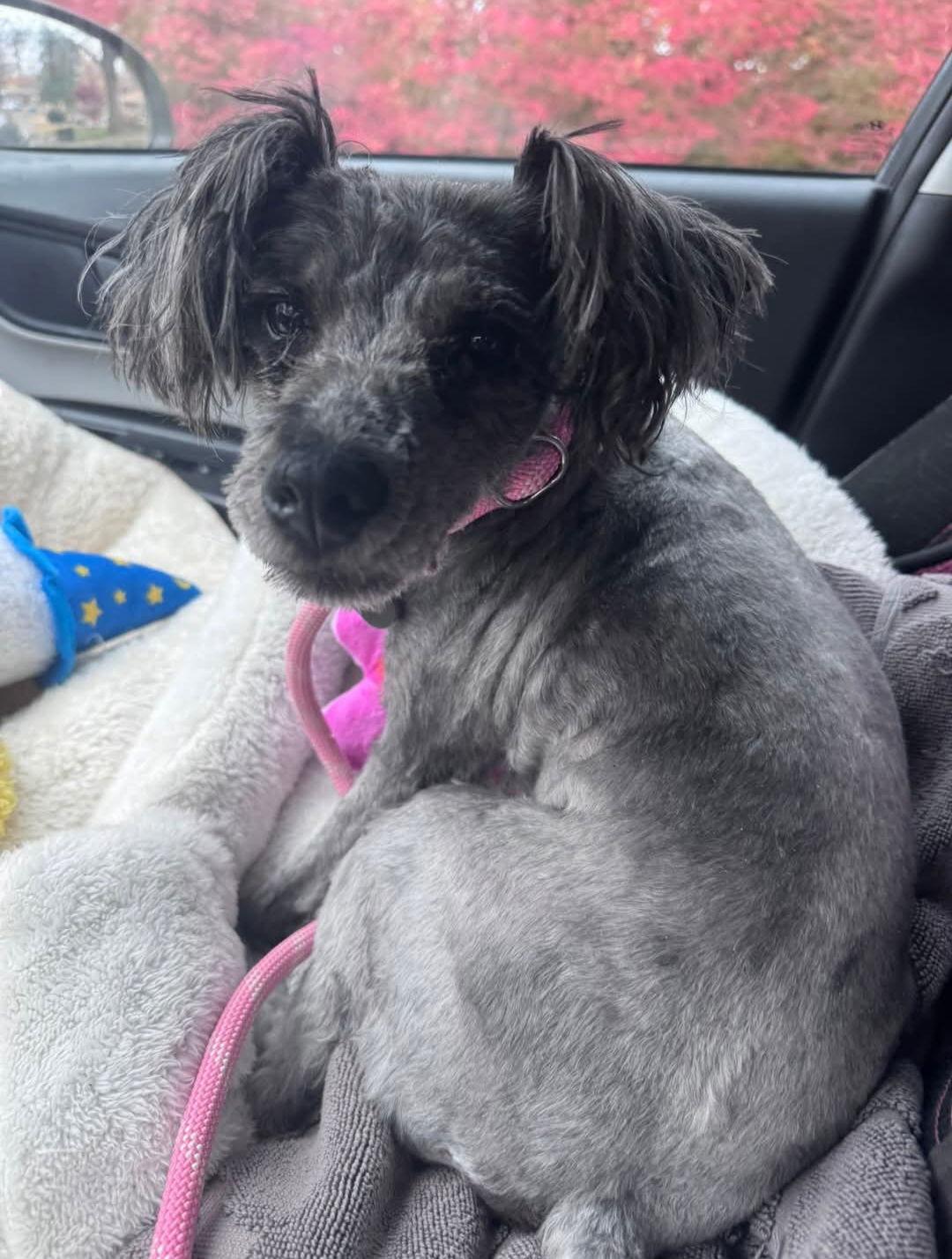 Enlarge Allie, a Adoptable mixed breed in Fenton, MO image 2/3