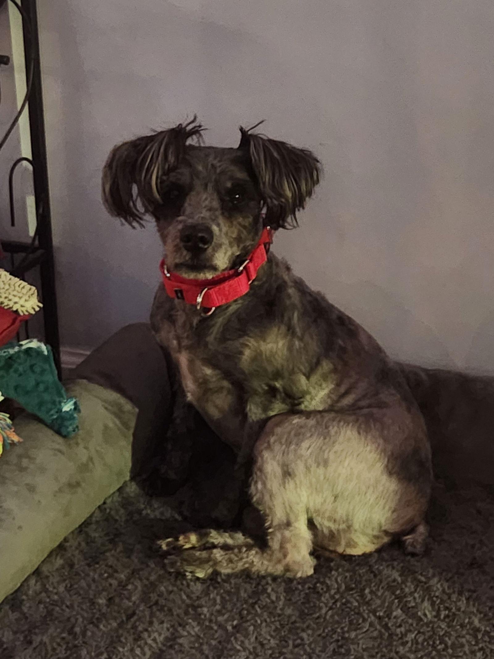 Enlarge Allie, a Adoptable mixed breed in Fenton, MO image 3/3