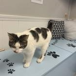 Enlarge Pretty Boy, a ADOPTABLE Domestic Short Hair in Xenia , OH image 5/6