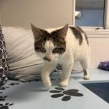 Enlarge Pretty Boy, a ADOPTABLE Domestic Short Hair in Xenia , OH image 3/6