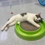 Enlarge Pretty Boy, a ADOPTABLE Domestic Short Hair in Xenia , OH image 2/6