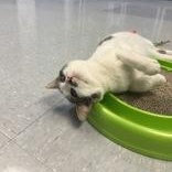 Enlarge Pretty Boy, a ADOPTABLE Domestic Short Hair in Xenia , OH image 4/6