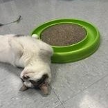 Enlarge Pretty Boy, a ADOPTABLE Domestic Short Hair in Xenia , OH image 6/6