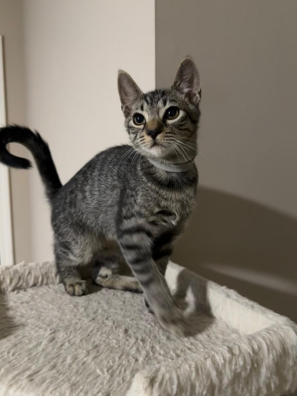 Honor, a Adoptable Domestic Short Hair in Lawrenceville, GA image 3/5
