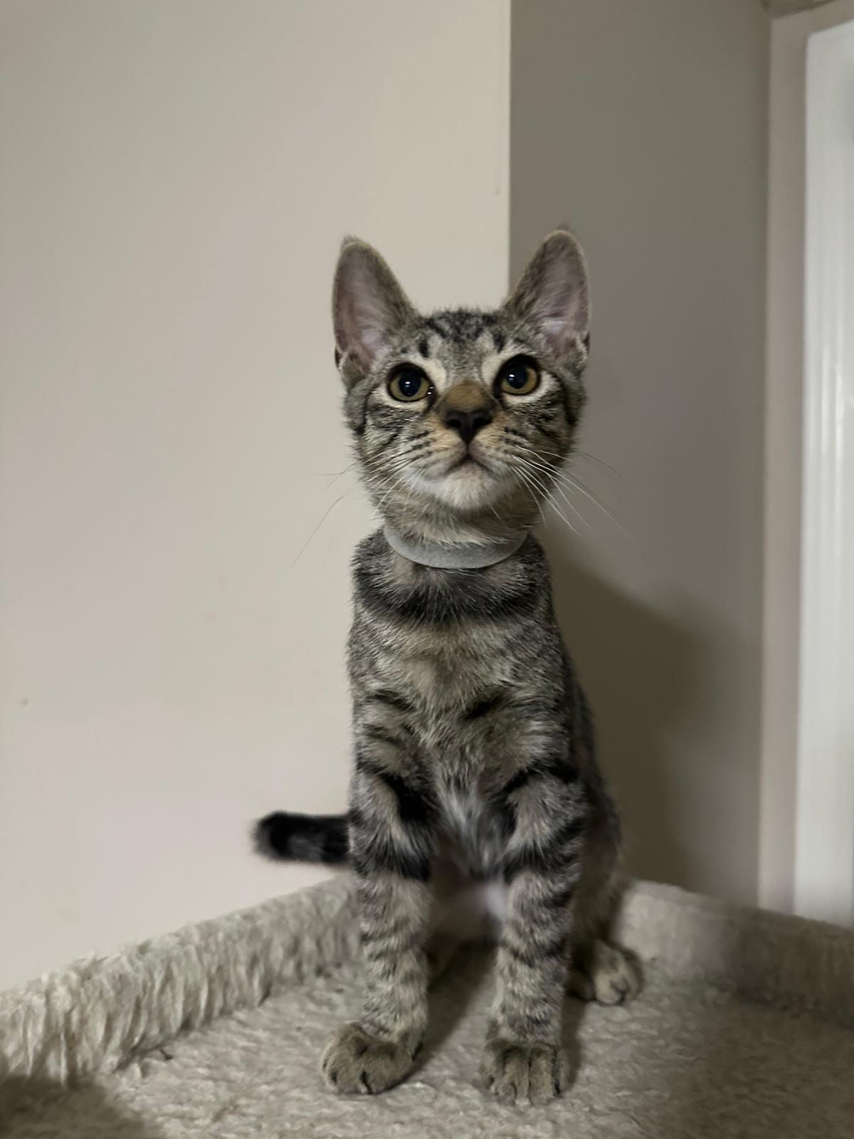 Honor, a Adoptable Domestic Short Hair in Lawrenceville, GA image 2/5