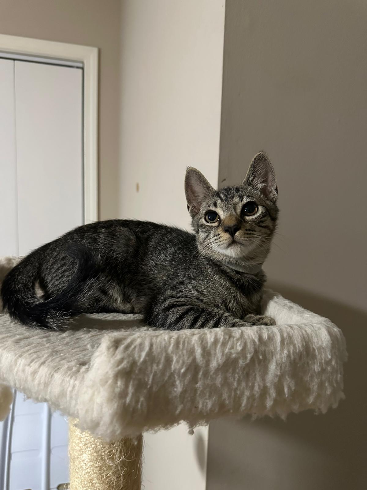 Honor, a Adoptable Domestic Short Hair in Lawrenceville, GA image 4/5
