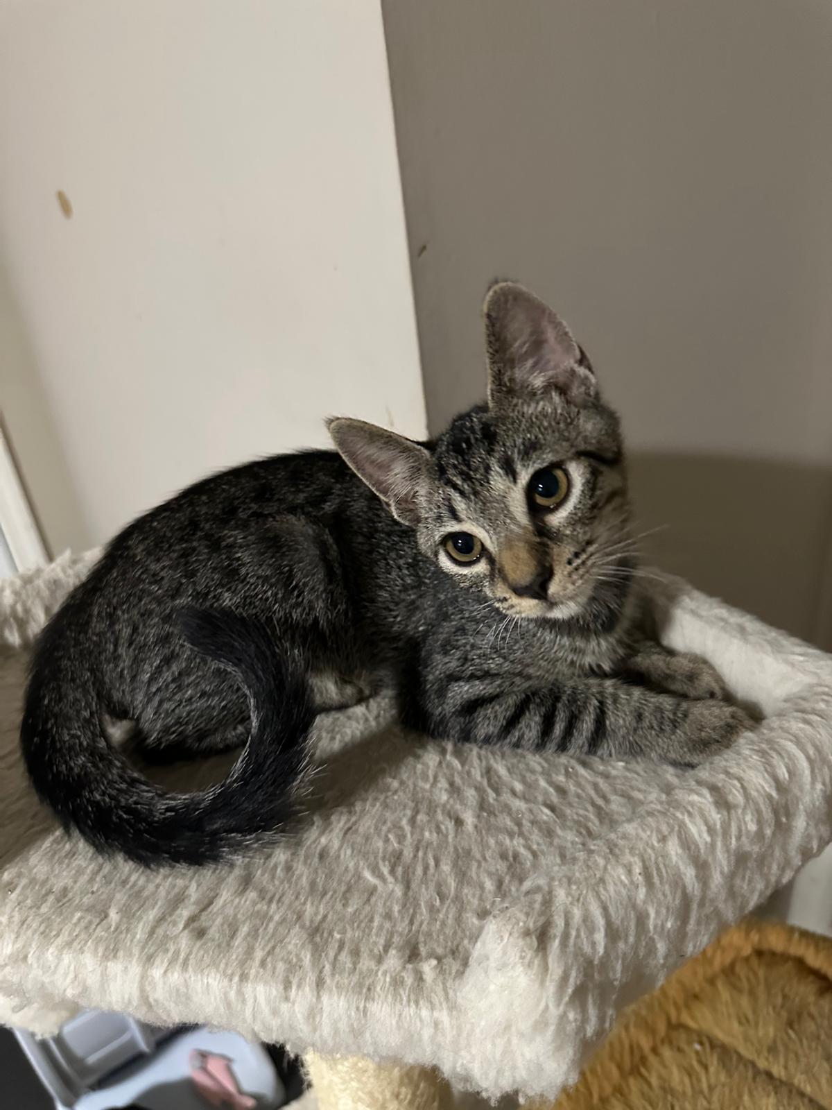 Honor, a Adoptable Domestic Short Hair in Lawrenceville, GA image 5/5