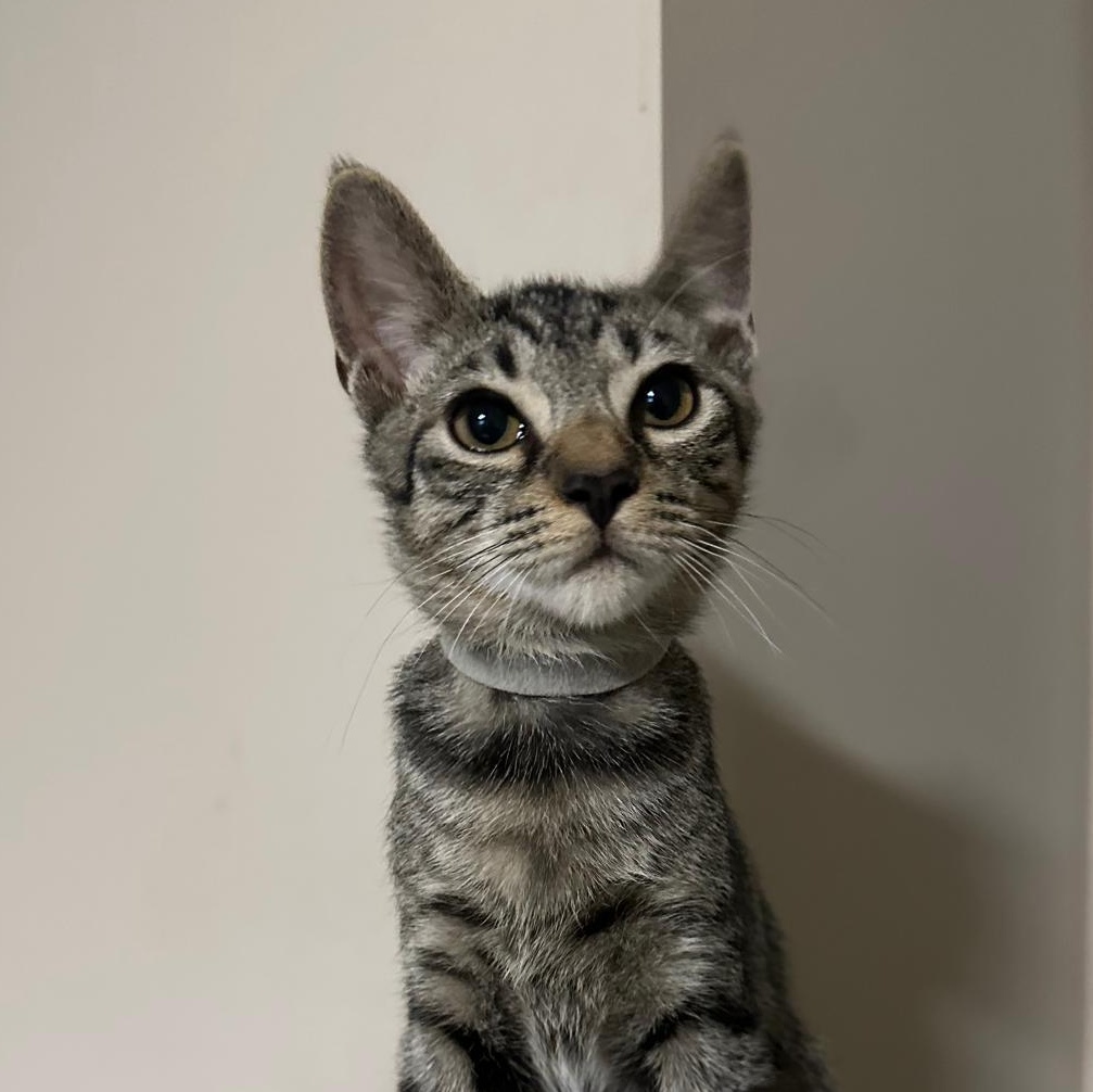 Honor, Adoptable, Kitten Male Domestic Short Hair.