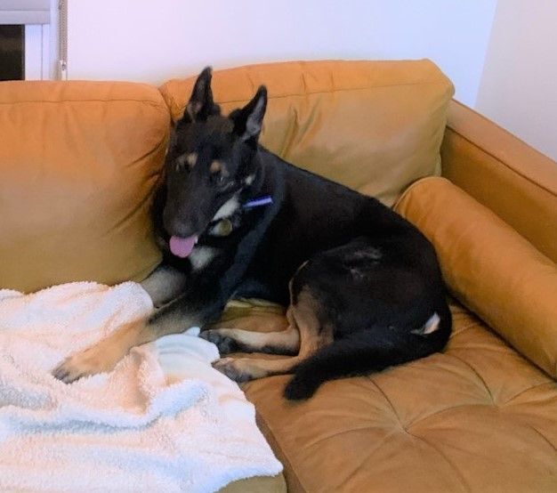 Rocky, Adoptable, Adult Male German Shepherd Dog.