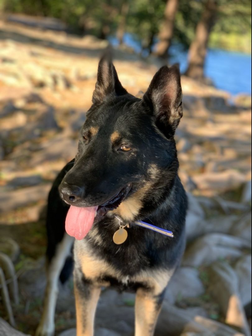 Rocky, a Adoptable German Shepherd Dog in Austin, TX image 2/8