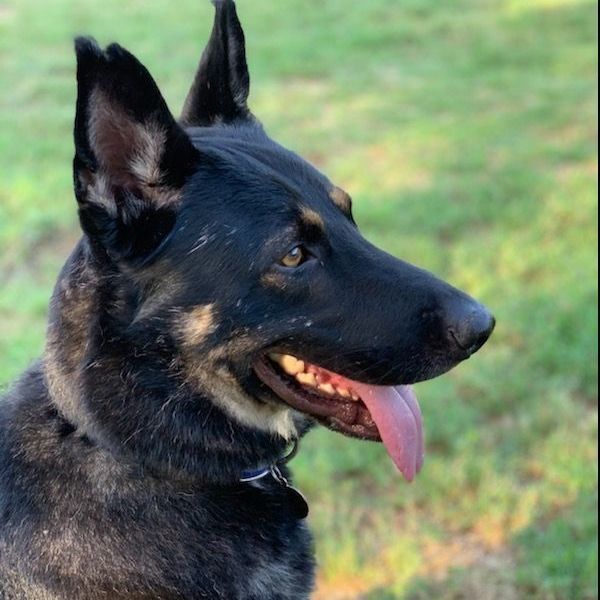 Rocky, a Adoptable German Shepherd Dog in Austin, TX image 3/8