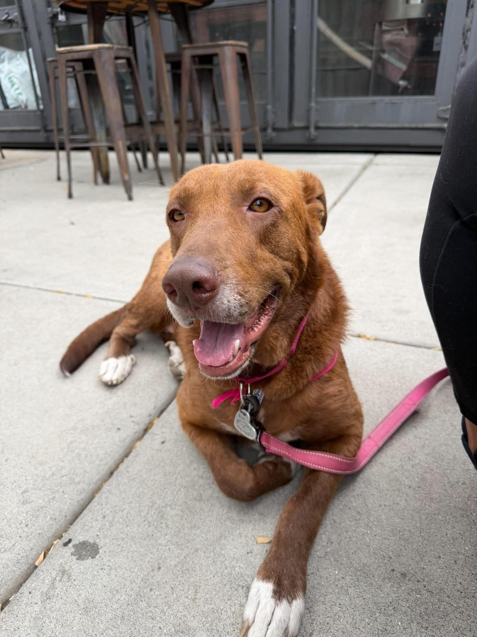 Enlarge Rosie, a Adoptable mixed breed in San Diego, CA image 1/3