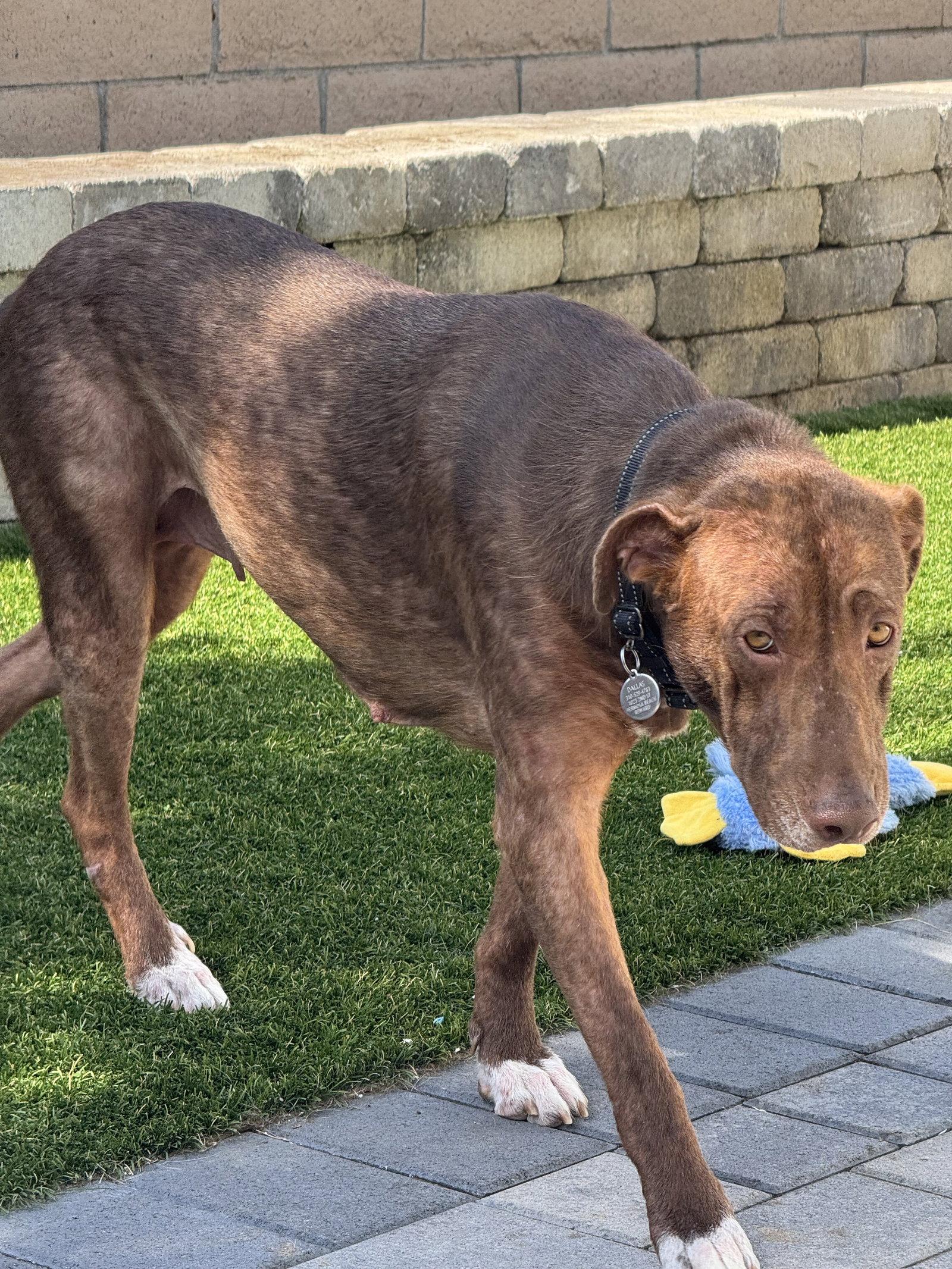 Rosie, a Adoptable Labrador Retriever in San Diego, CA image 1/3