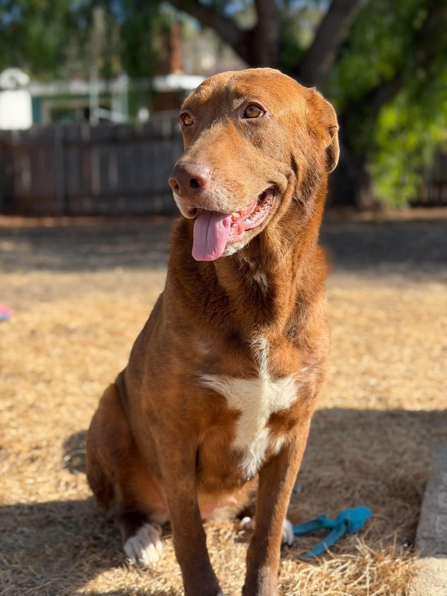 Enlarge Rosie, a Adoptable mixed breed in San Diego, CA image 2/3
