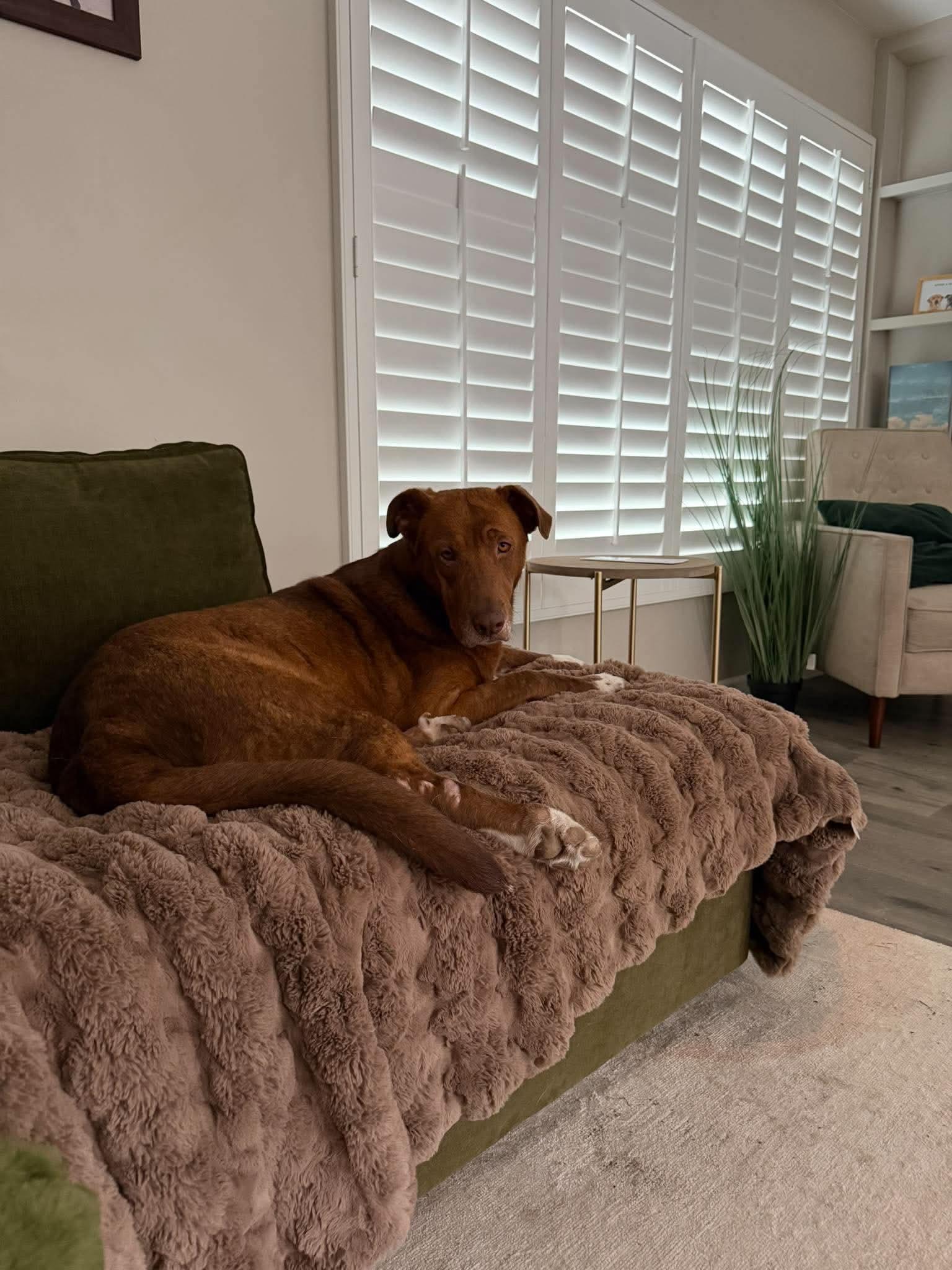 Enlarge Rosie, a Adoptable mixed breed in San Diego, CA image 3/3