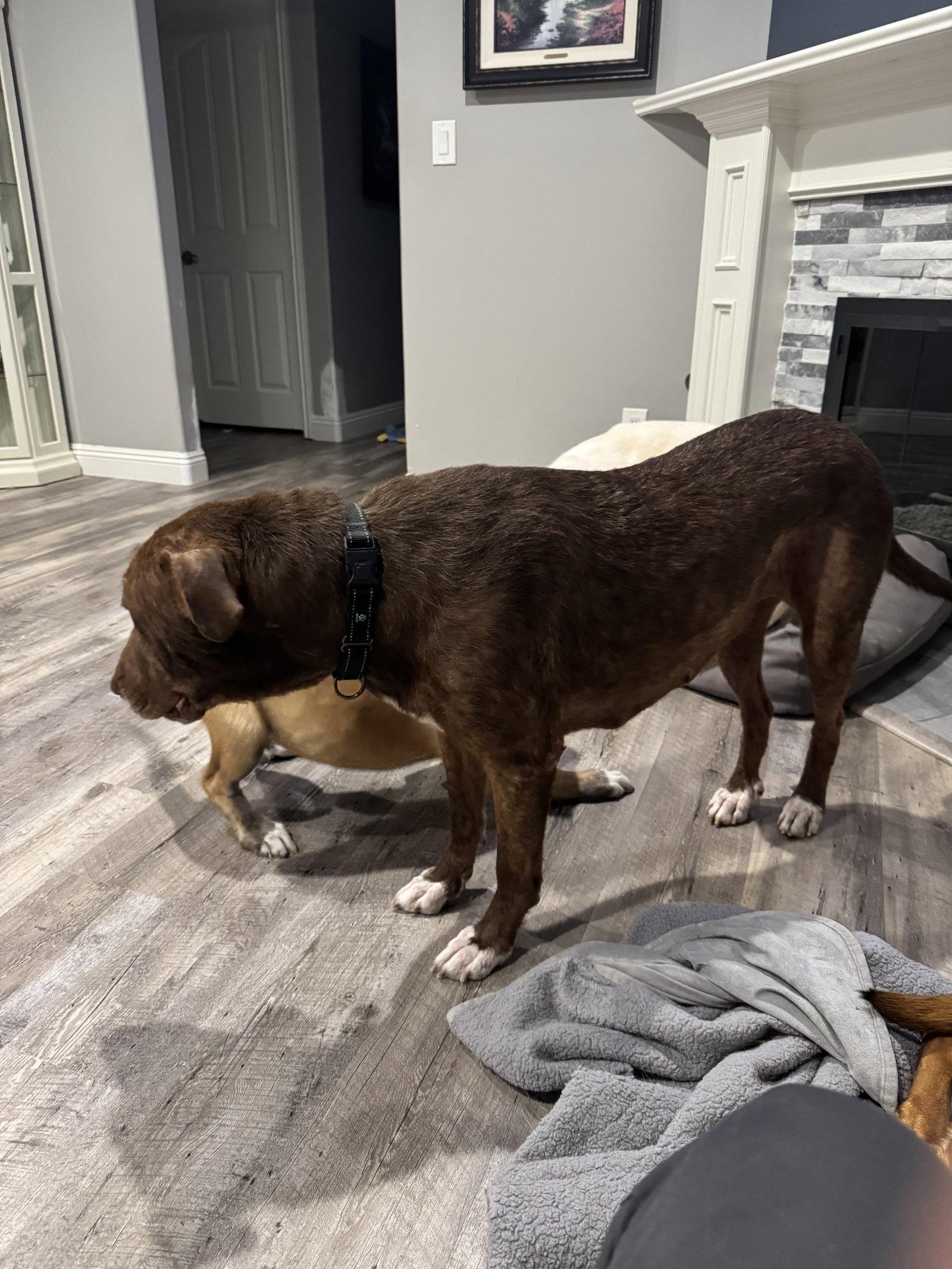 Rosie, a Adoptable Labrador Retriever in San Diego, CA image 3/3