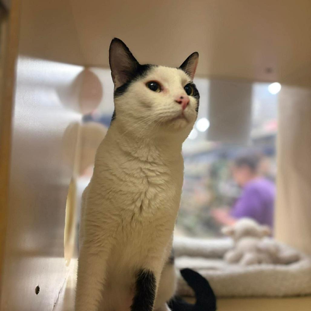 Ingles, Adoptable, Adult Male Domestic Short Hair.