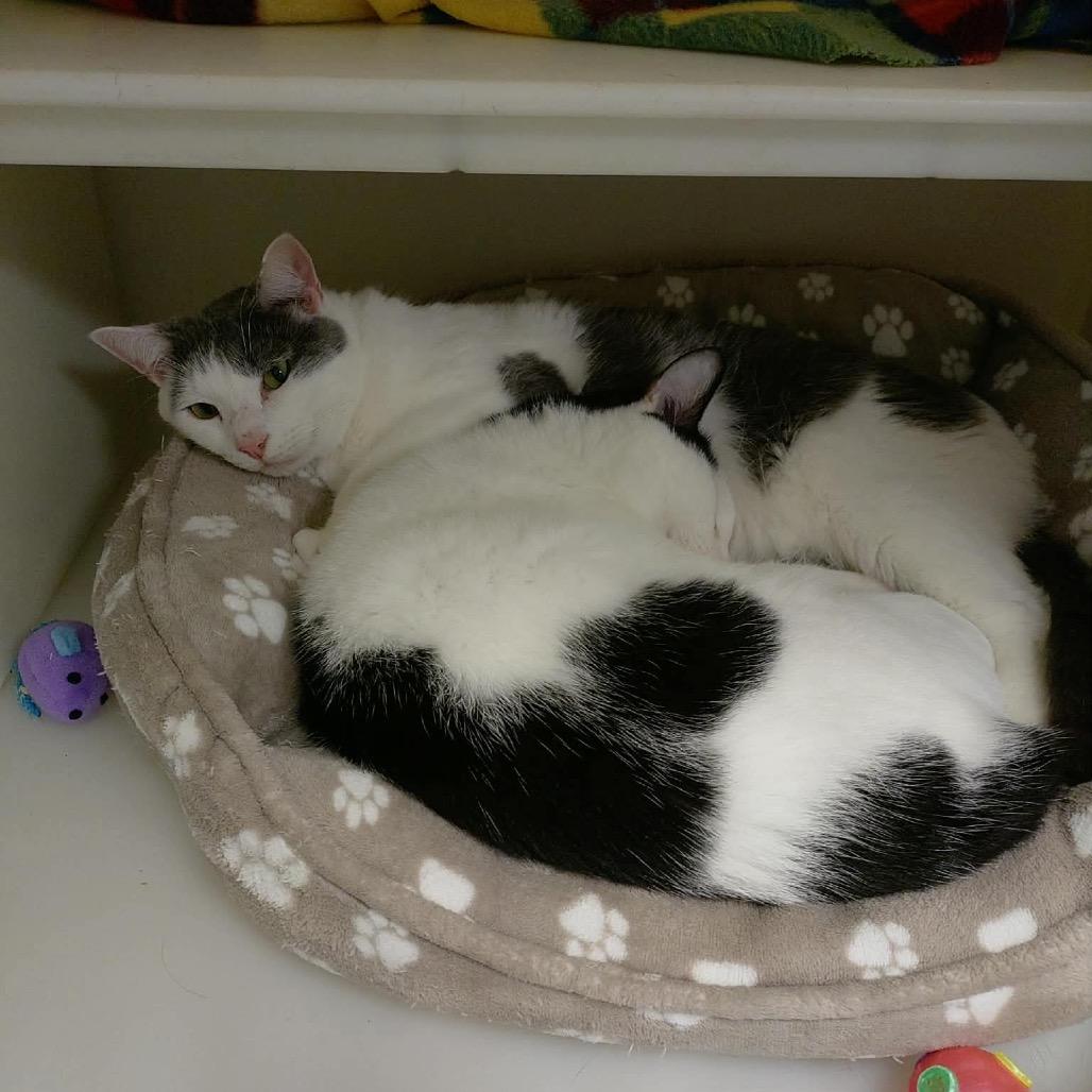 Enlarge Ingles, a Adoptable Domestic Short Hair in Brevard, NC image 2/2